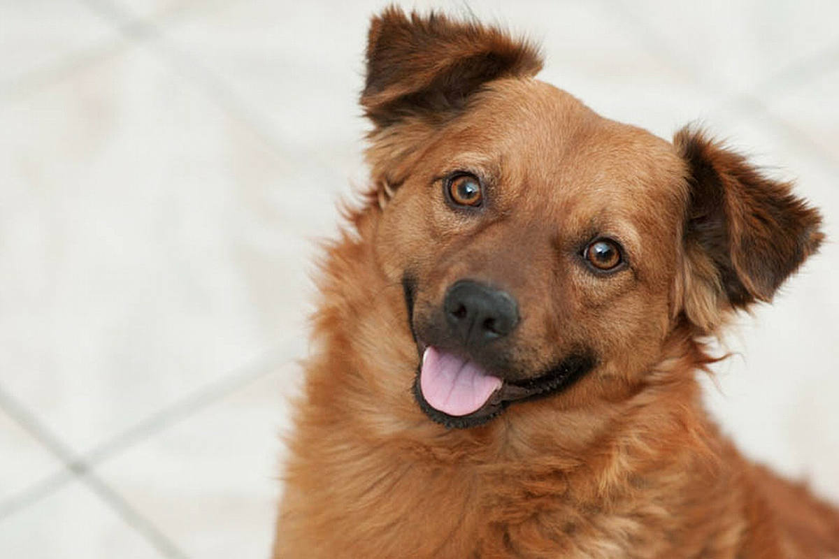 happy-dog-face-calgary-dog-publications
