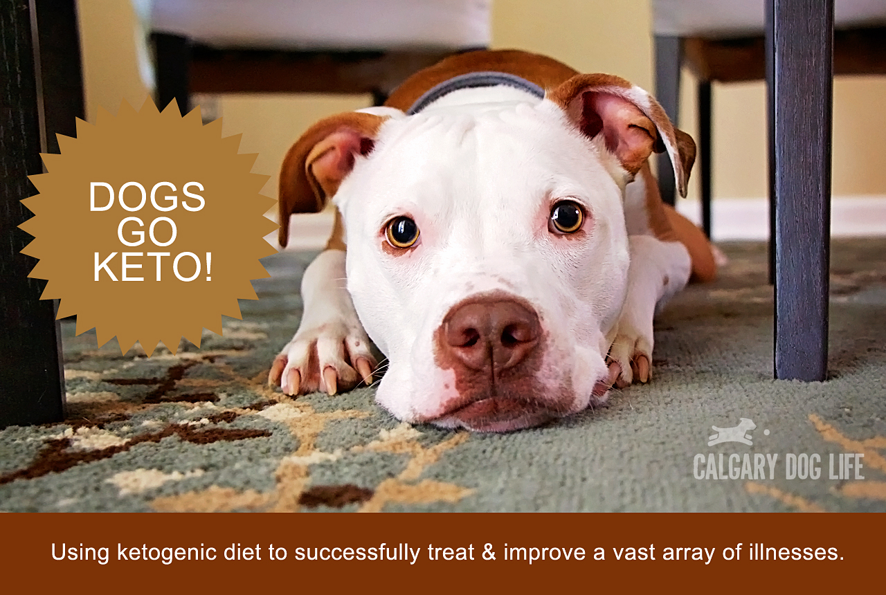 Ketogenic Diets for Dogs Calgary Dog Life